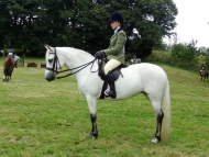 Poppy - Castlewellan Show 2014 Poppy - Castlewellan Show 2014