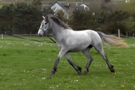 Blue on the lunge Blue on the lunge