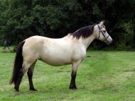 Pearl showing in 2012 Pearl showing in 2012