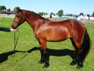 Petra at Ballymoney Show 2012 Petra at Ballymoney Show 2012