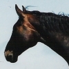 Ballysteen Queenie