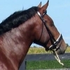 Loguestown Blue's Man