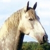 Loguestown Blue Admiral / Lachain Blue B