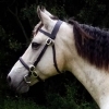 Derratha Pearl