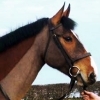 Moorspark Leading Lady