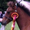 Loguestown Pearl's Jewel