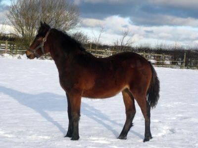 Petra in snow 2010