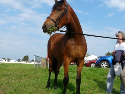 Petra Ballymoney Show 2011