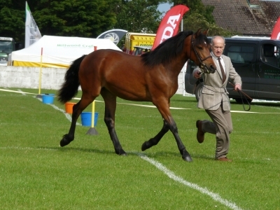 Petra at Ballymoney Show 2011