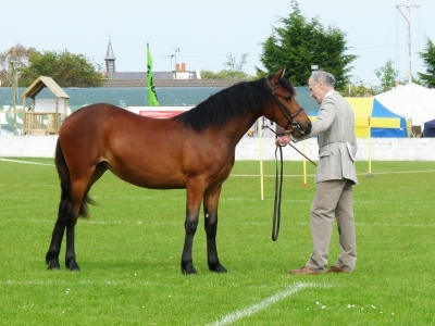 Petra at Ballymoney Show 2011