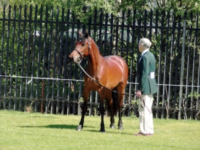 Petra - Omagh Show 2012