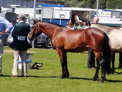 Petra - Omagh Show 2012
