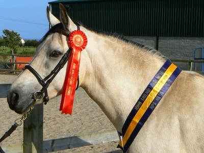 Pearl taking Champion Connemara 2007