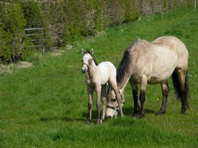 Pearl and Poppy 2008