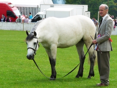 Poppy - Ballymoney Show 2011