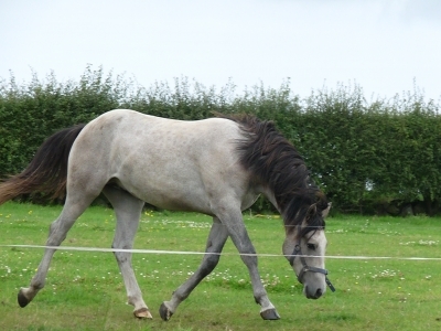 Marty 2010
