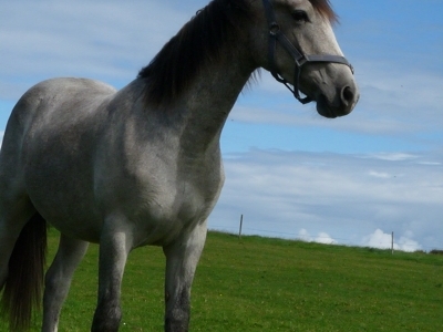 Marty 2010