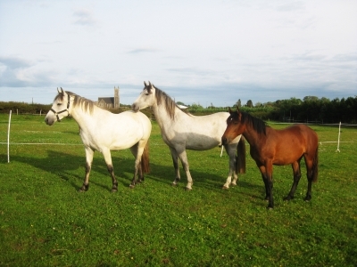 Summer 2011