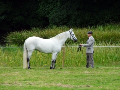 Poppy - Castlewellan Show 2014
